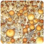 Псилоцибиновые (галлюциногенные) грибы в Чернушке Psilocybin "Golden Teacher" Псилоцибиновые (галлюциногенные) грибы в Чернушке Psilocybin "Golden Teacher"