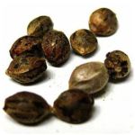 Семена марихуаны АК-47 (Seeds AK-47) в Чернушке Семена марихуаны АК-47 (Seeds AK-47) в Чернушке